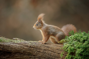 Red squirrel with matching background