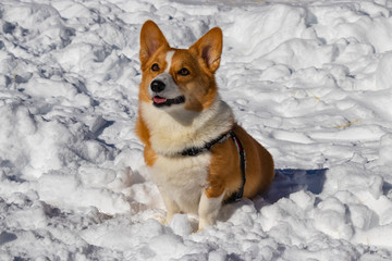 Red and White-haired Pembroke Welsh Corgi Dog in Snow