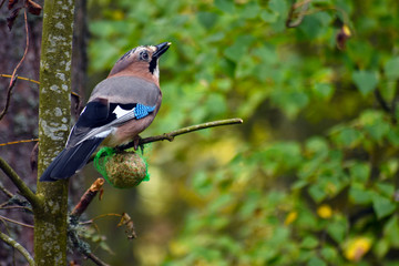 Obraz premium eurasian jay on tree