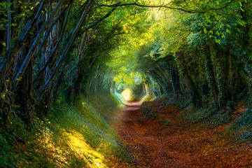 Peel and stick wall murals Road in forest Into the Woods: Pathway through autumnal forest
