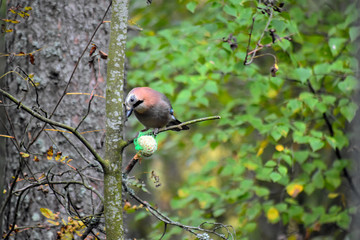 eurasian jay on tree