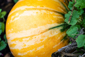 Fototapeta na wymiar Orange pumpkin in the garden close-up