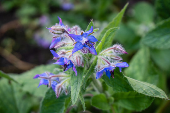 Blue bernagie flowers and hairy leaves - close-up