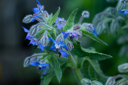 Blue starflower with its hairy leaves - close-up