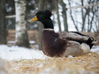 Portrait of a beautiful Drake. Duck is a rare breed
