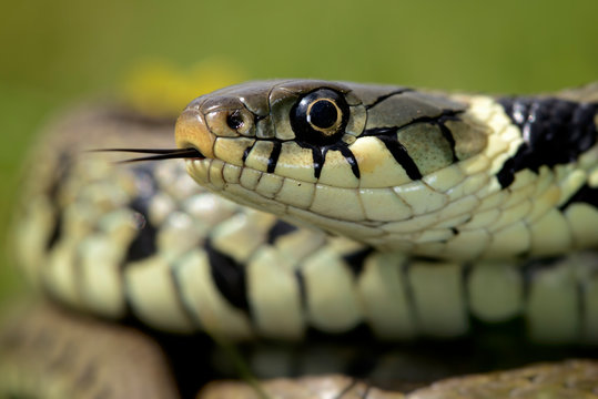 Portrait of grass snake