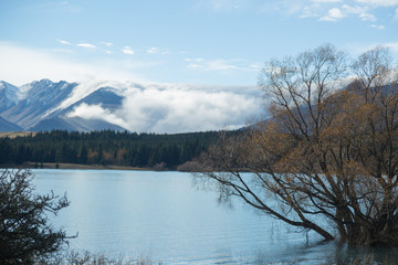 Tree in Lake Tekapo, New Zealand
