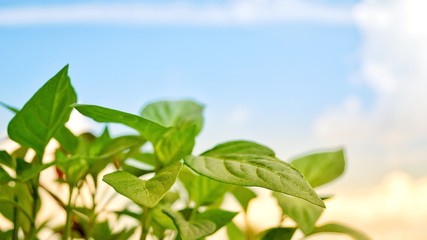 succulent green leaves on a sunny day against a background of blue sky and white clouds.  Template for the design of a computer screen, tablet, poster, site.