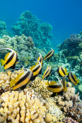 Naklejka na ściany i meble Colorful coral reef at the bottom of tropical sea, shoal of Schooling bannerfish, underwater landscape
