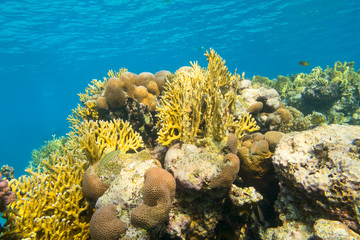 Naklejka na ściany i meble Colorful coral reef at the bottom of tropical sea, hard corals, yellow fire corals, underwater landscape