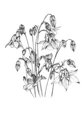 Artistic drawing of inflorescences of aqualegia. Flowers, buds and leaves of Columbines. Seamless pattern. Summer design of textiles, fabrics, home decor, packaging, wallpaper, covers, wrapping paper.