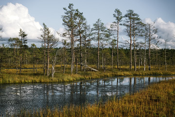 Lahemaa National Park in Estonia near the city of Tallinn. Nature and landscapes of forest with herbs plants