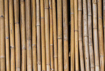 Dry bamboo fence texture or background. Eco natural background concept.