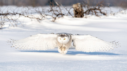 Snowy Owl on the hunt in Ontario Canada