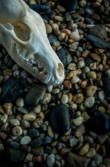 Coyote skull on stone background
