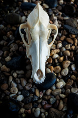 Coyote skull over stones