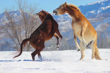 horses play in the snow, winter games of horses, a thin and graceful purebred Arabian horse and a powerful haflinger are friends and play together