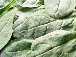 fresh bright spinach leaves close up. Can be used as background or template