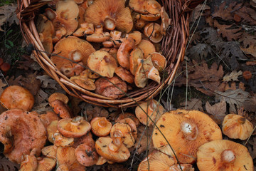 Fresh autumn mushrooms on a basket in the countryside.Freshly picked gourmet mushroom.