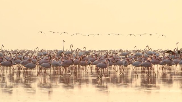Colony of Flamingos. Dawn on Natron lake. Lesser Flamingo Scientific name: Phoenicoparrus minor. Tanzania, Africa 4k