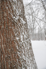 Trees in the snow fall