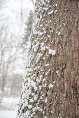 Fototapeta premium Trees in the snow fall