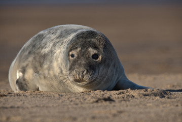 Cute Grey seal pup on the Lincolnshire coast © Stephen Ellis 35