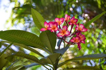 plumeria