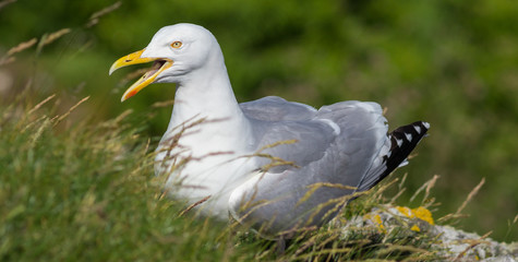 Lesser Black-backed Gull - Larus fuscus on Irelands Eye