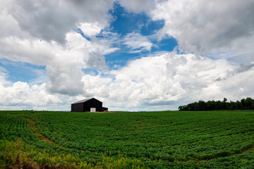 An agricultural field with a wood barn in a rural area of the State of Kentucky, USA. © Tiago Fernandez