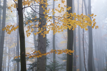 Mysterious dark beech forest in fog