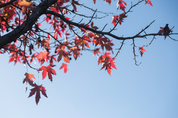 Red Maple Leaves against Blue Sky