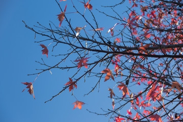Red Maple Leaves against Blue Sky