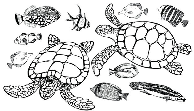 Set of tropical fish and sea turtle on white background. Vector illustration. Perfect for invitations, greeting cards, postcard, fashion print, banners, poster for textiles, fashion design.