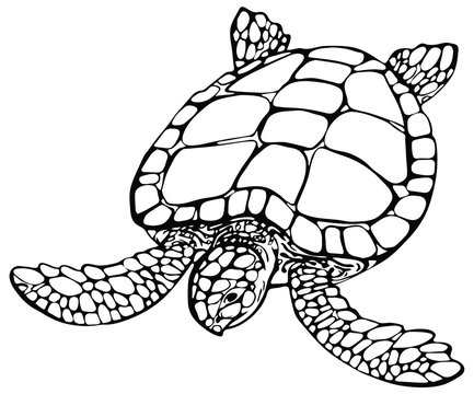 Vector illustration of sea turtle on white background. Perfect for invitations, greeting cards, postcard, fashion print, banners, poster for textiles, fashion design.