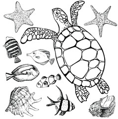 Sea turtle and tropical fish on white. Marine set. Perfect for invitations, greeting cards, print, banners, poster for textiles, fashion design.