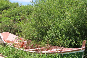 tree in the garden