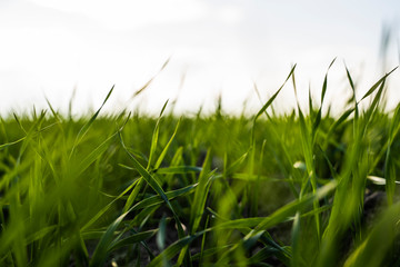 Obraz premium Young wheat seedlings growing on a field in autumn. Young green wheat growing in soil. Agricultural proces. Close up on sprouting rye agriculture on a field sunny day with blue sky. Sprouts of rye.