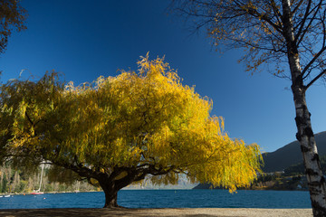 Willow Tree in Queenstown, New Zealand