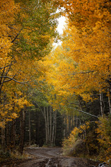 Fototapeta premium Enchanted Forest 