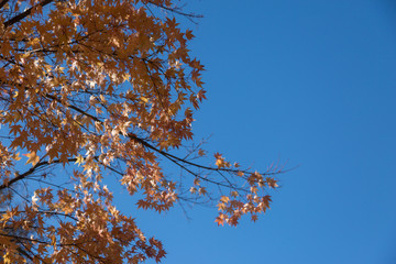 Maple Leaves against Blue Sky