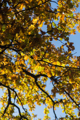 Autumn Leaves against Blue Sky