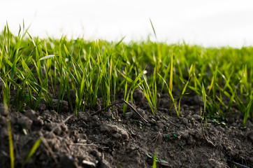 Young wheat seedlings growing on a field in autumn. Young green wheat growing in soil. Agricultural proces. Close up on sprouting rye agriculture on a field sunny day with blue sky. Sprouts of rye.