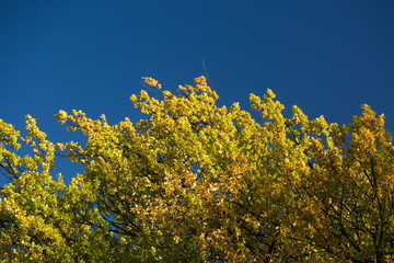 Fototapeta premium Autumn Leaves against Blue Sky