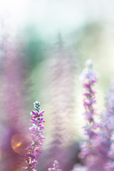 Fototapeta na wymiar Winter background with frosted heather flowers, snow and ice crystals glittering in sunlight