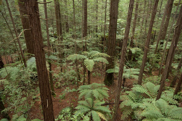 Fern in Whakarewarewa Forest in New Zealand