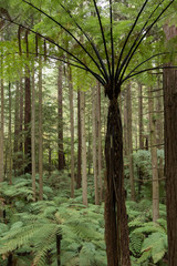 Fern in Whakarewarewa Forest in New Zealand