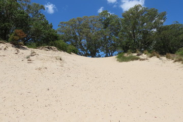 tree on the beach