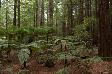 Fern in Whakarewarewa Forest in New Zealand