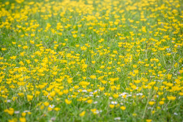 Obraz premium Green meadow with yellow wildflowers in the sunlight. Summer or spring background with copy space. Yellow flowers of buttercup mountain Ranunculus montanus.